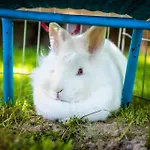 Erbhof Hinterrain Фермерский дом