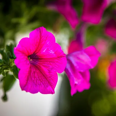 Alojamento de Turismo Rural Erbhof Hinterrain *